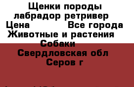 Щенки породы лабрадор ретривер › Цена ­ 8 000 - Все города Животные и растения » Собаки   . Свердловская обл.,Серов г.